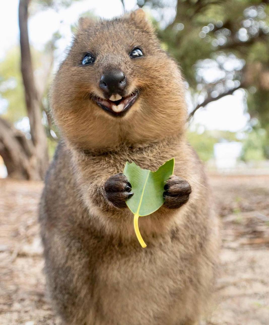 İddia ediyoruz daha şirin bir hayvan görmediniz... Ona “Dünyanın En Mutlu Hayvanı” diyorlar: Quokka'larla tanışın! 12